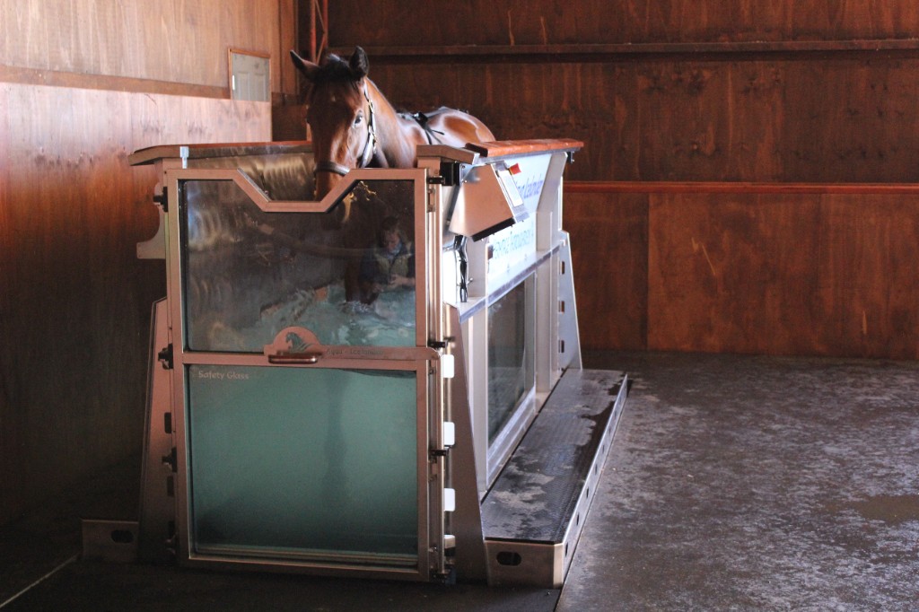 Horse in aqua treadmill hydrotherapy unit